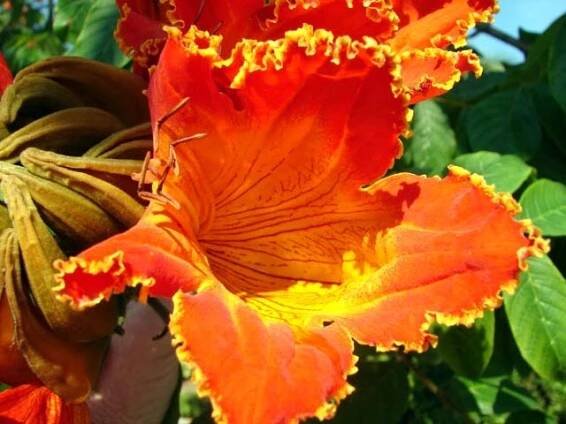 TULIPÁN AFRICKÝ SPATHODEA CAMPANULATA 5 SEMEN