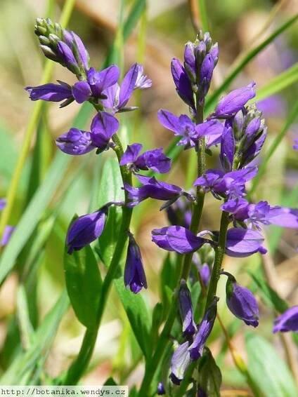 Herbář Wendys - Polygala vulgaris - vítod obecný