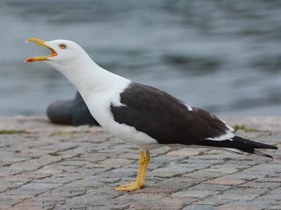 Breeding adult (fuscus) - ML299867121
