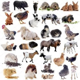 Stáhnout - Hospodářská zvířata před bílým pozadím — Stock obrázek