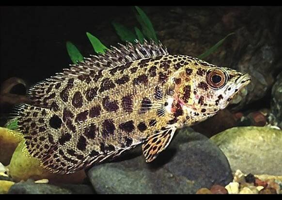 Ostnovec leopardí