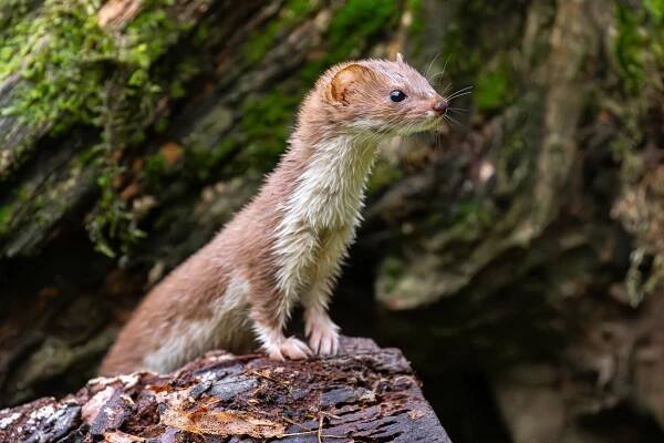 Galerie – Lasice kolčava (Mustela nivalis) | CzechNature