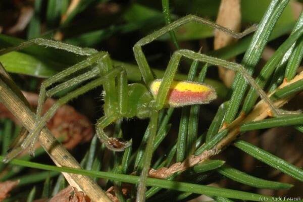 Česká arachnologická společnost - Micrommata virescens (Clerck, 1757) [maloočka smaragdová] → Čeleď: Sparassidae → Rod