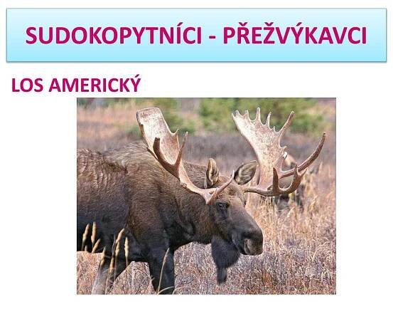 PPT - SUDOKOPYTNÍCI - PŘEŽVÝKAVCI PowerPoint Presentation, free download - ID:6289010