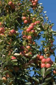 A close up vertical image of a tree laden with 'Braeburn' apples pictured in bright sunshine on a blue sky background.