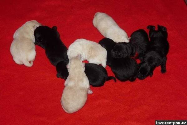 Labrador retriever