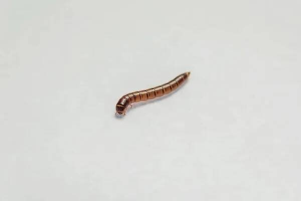 Mealworm. Paraziti v produktech. Mouku brouk. Hnědo žluté larvy. Podávání hmyzu. Škůdce. Zkažené jídlo. Červy leží na bílém pozadí. — Stock obrázek