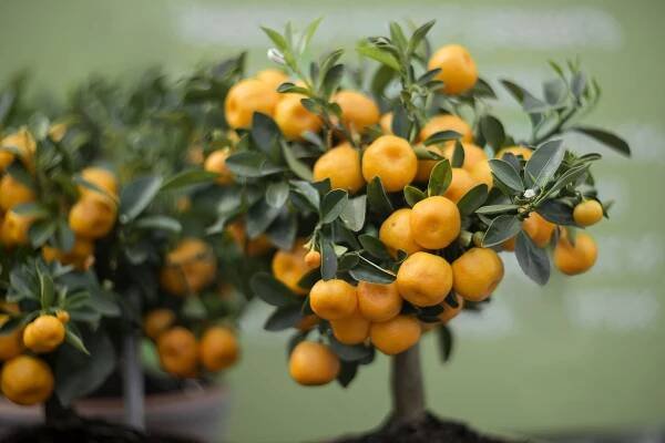 Mandarinky už nemusíte kupovat. Dostatečné množství můžete sklízet doma ze svých mandarinkových plantáží