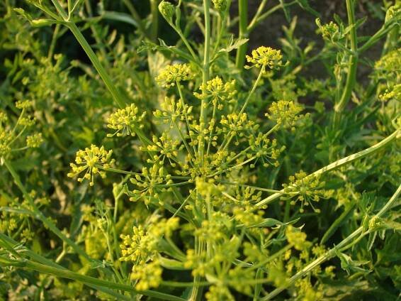 miříkovité- APIACEAE – 2. stránka – PlantaNaturalis.com