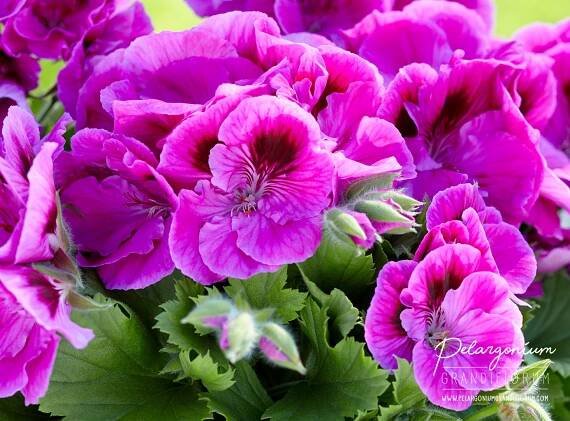 Inspiration Regal Geranium | Pelargonium Grandiflorum