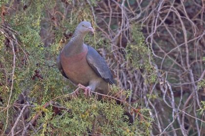 The endemic Trocaz or Long-toed Pigeon