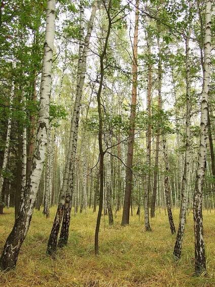 Žák (zaniklý rybník) - info, ubytování, stav vody, počasí, foto