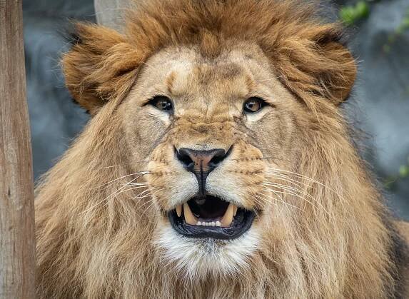 Zoo Olomouc – boží zoo na Svatém Kopečku | PrimaVylety.cz