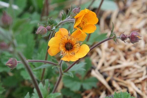 Geum × heldreichii