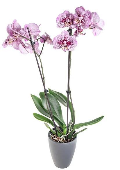 Orchidej Můrovec, Phalaenopsis Kornelia, 2 výhony, růžová | ZAZUMi.cz