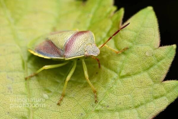 Ploštice čeledi kněžicovitých | Příroda | Články | LivingNaturePhoto.com