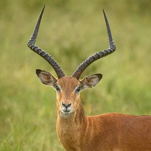 An Impala stares right at me in Nairobi National Park.