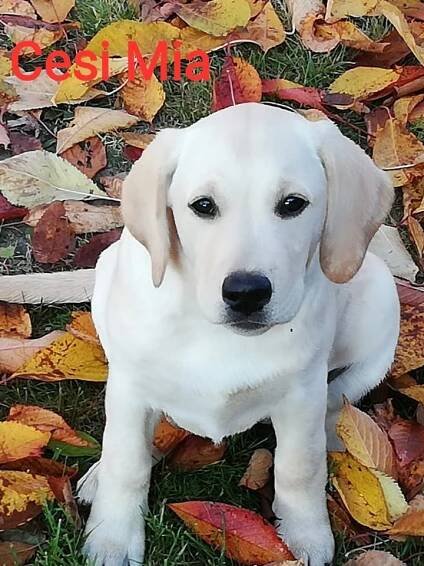 Chovatelská stanice labradorů Polepy u Kolína