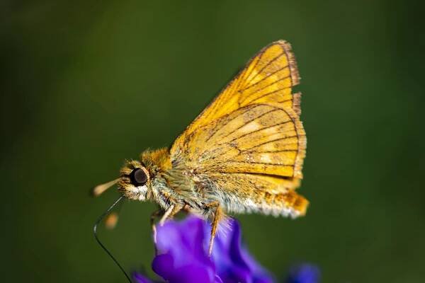 Skipper Butterfly