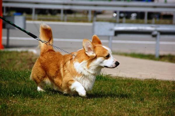 Velšský Corgi Pembroke (43 fotografií): popis a standard plemene, povaha štěňátek. Barvy, klady a zápory plemene. Recenze