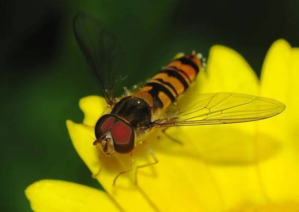 Soubor:Hoverfly April 2008-3.jpg – Wikipedie
