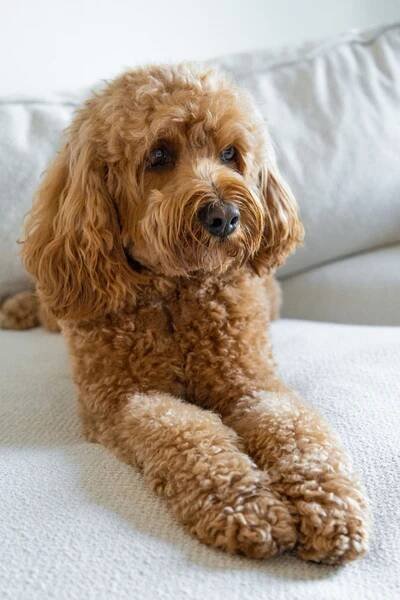 Cavapoo pes, smíšené plemeno kavalíra krále Karla Španěla a pudla. — Stock obrázek