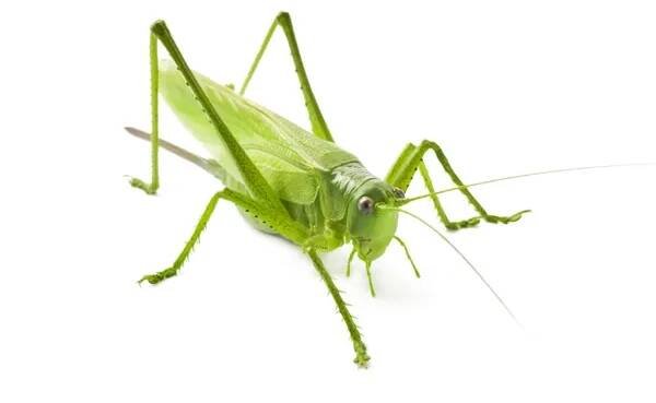 Locust — Stock obrázek