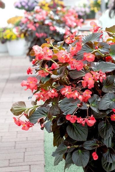 'Sprint Scarlet' Begonia