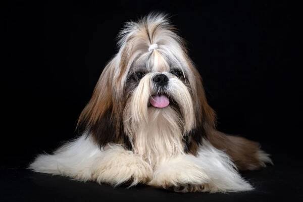 Average lifespan of Shih Tzu is 10-18 years