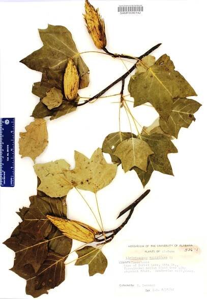 Liriodendron tulipifera - Species Page - APA: Alabama Plant Atlas 