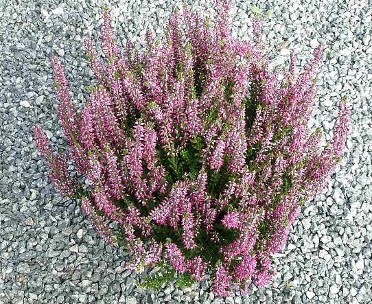 Calluna vulgaris Paulina