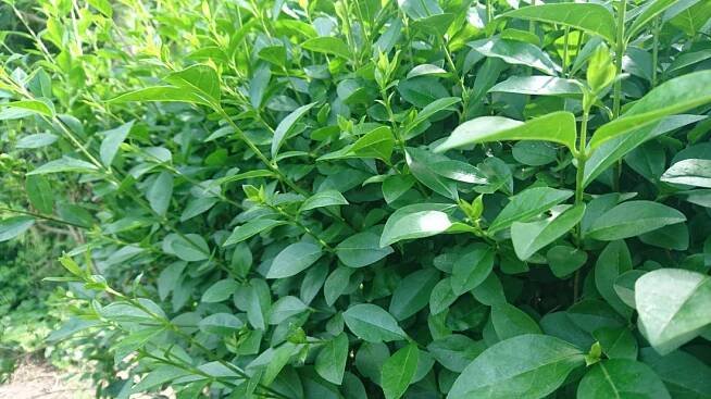 Živý plot z ptačího zobu detail - Ptačí Zob - stále zelený živý plot - WonderHedge - Zázračný plot