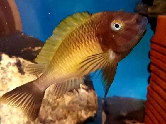 Tropheus a Cyphotilapia | iFauna.cz