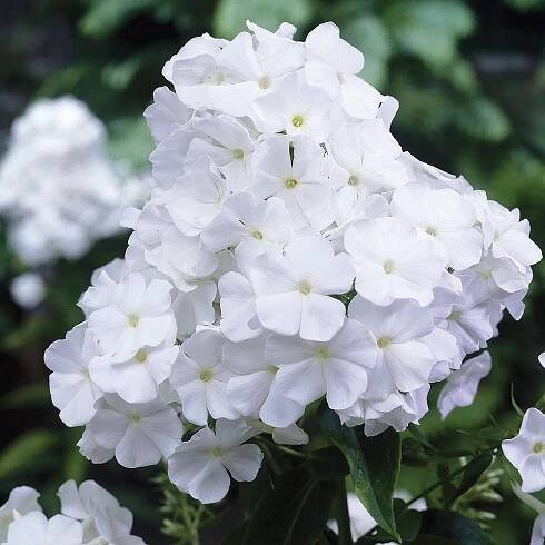 Phlox paniculata Plamenka latnatá, ‘David’ K11x11 - Obrázek 2