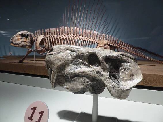Palaeocast | Palaeontology podcasts