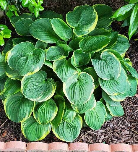 Hosta 'Frances Williams'