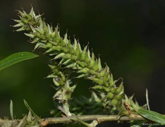 Vrba košíkářská (Salix viminalis)