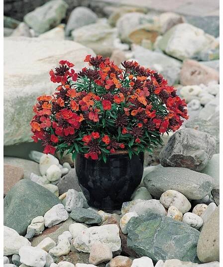 OBI Chejr vonný "Constant Cheer" červenooranžový pr. květináče cca 9 cm x 9 cm