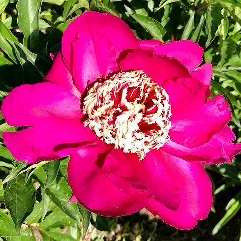 Paeonia lactiflora 'Barrington Belle'