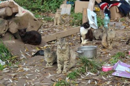 Bydlí v rozpadlé maringotce s desítkami koček. Mají propadnout státu
