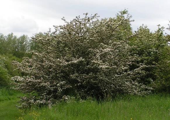 Soubor:Crataegus monogyna - Common hawthorn.jpg – Wikipedie