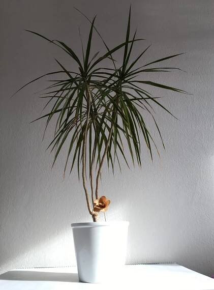 Dracena marginata