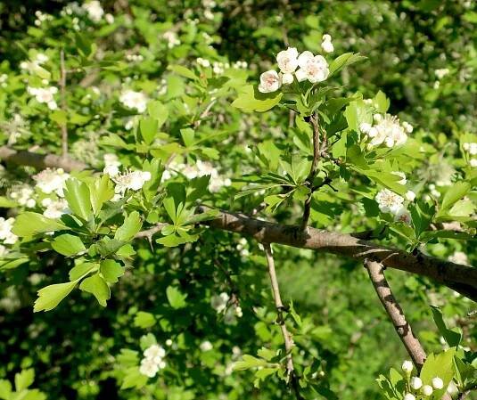 Hawthorn - Monte da Vida