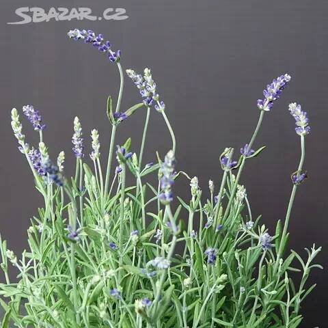 Levandule úzkolistá "Blue Scent Early"