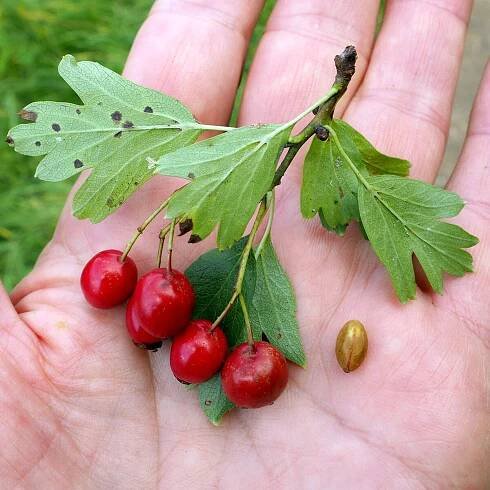 Súbor:(ms) Crataegus monogyna 8.jpg – Wikipédia