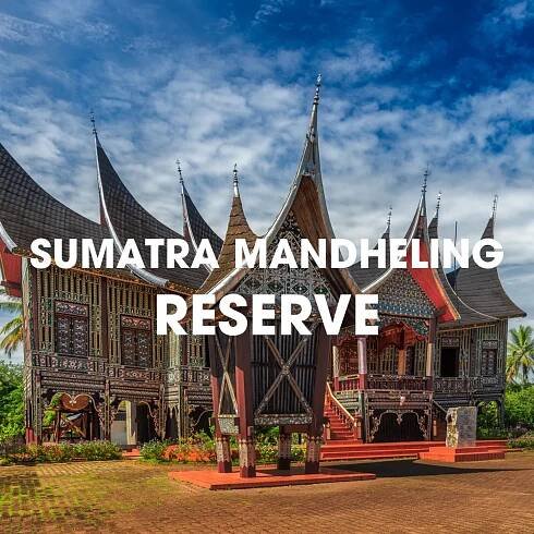SUMATRA MANDHELING RESERVE from Koa Coffee