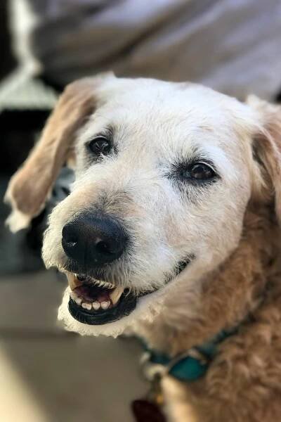 Carolynn Carreño's dog Rufus.