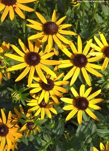 Rudbeckia fulgida 'Little Goldstar' - rudbékie, třapatka lesklá