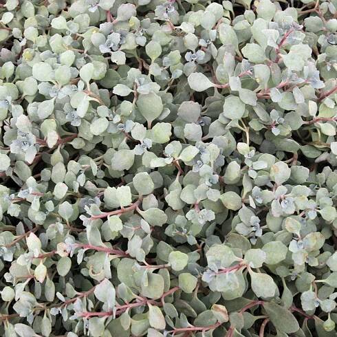 Sedum cauticola 'Lidakense' - Pink Stonecrop