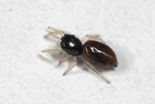 Jumping Spiders of America North of Mexico - USA Spiders